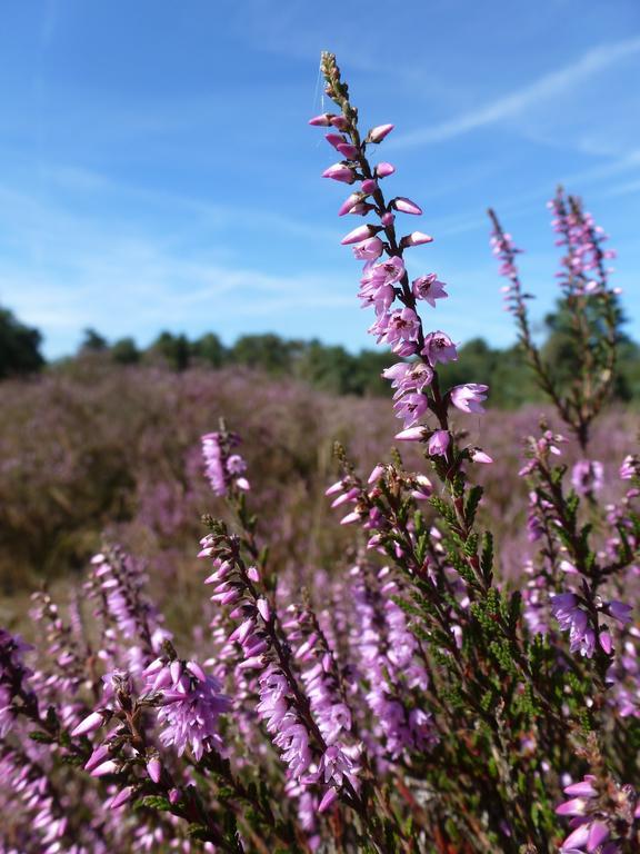 Natuurpoort Van Loon Loon op Zand Εξωτερικό φωτογραφία